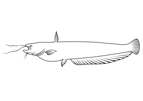 Amur Catfish (Silurus Asotus) Coloring Page